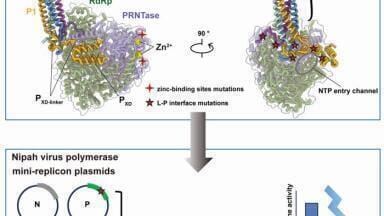 Nipah virus replication enzyme mapped in detail, revealing unique protein partnerships