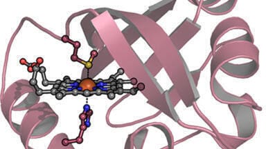 Protein therapy shows potential as first antidote for carbon monoxide poisoning cases 
