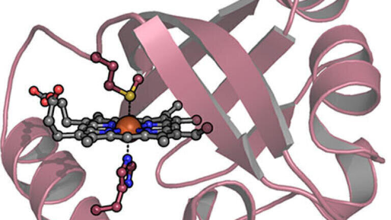 Protein therapy shows potential as first antidote for carbon monoxide poisoning cases 