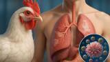 Bird flu vaccine shows promise as scientists uncover how H5N1 damages human airways