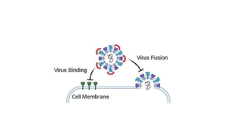 Synthetic carbohydrate receptors act as broad-spectrum antivirals by binding to conserved N-glycans and in doing so, blocking virus binding and virus fusion. Credit: Khushabu Thakur