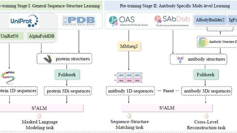 S2ALM’s two-stage framework: Stage I learns sequence–structure patterns from protein data, while Stage II applies antibody-specific training with Sequence–Structure Matching and Cross-Level Reconstruction. Credit: Copyright © 2025 Mingze Yin et al