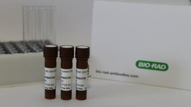 Fluorescent dyes expand immunology panels