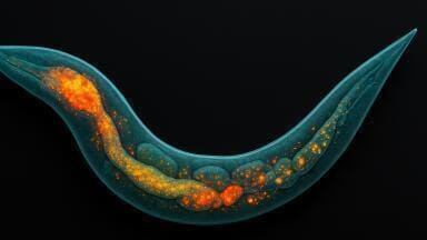 Microfluidics and mass spectrometry maps the distribution of lipids in C. elegans with high precision