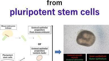 Ureter tissue grown from stem cells points to transplantable kidneys
