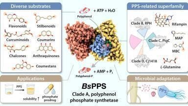 Bacillus enzyme unlocks greener, more effective nutraceuticals