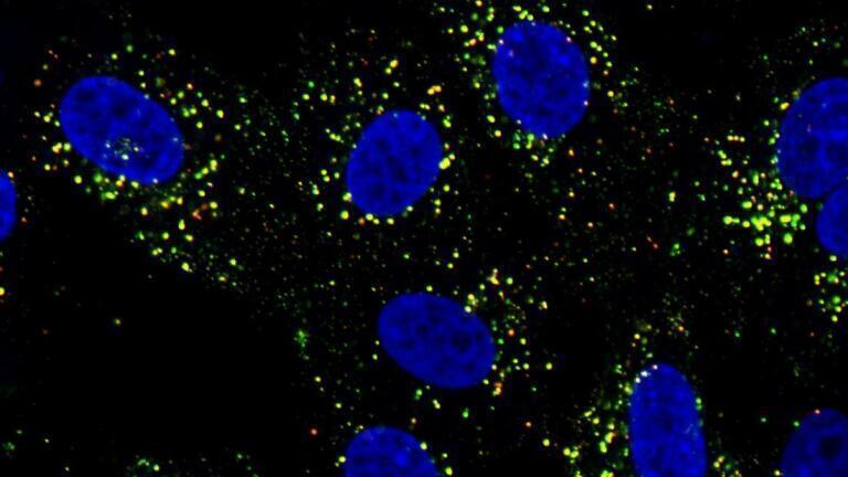 Dengue rewires immunity, shaping vaccine response