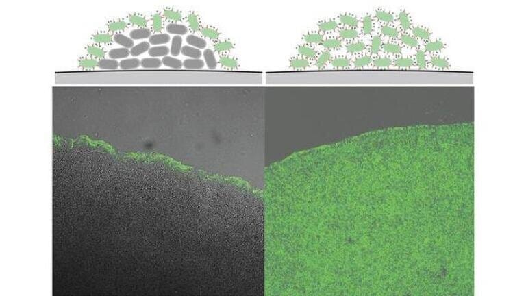 At high cell density (center of colony at left), Y. enterocolitica switches off the T3SS (green). If this mechanism is missing, the T3SS is active in all bacteria (right). Credit: Illustration by Andreas Diepold, KIT