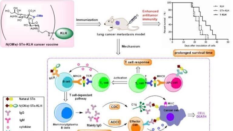 A graphical illustration of design, evaluation and mechanism of N(OMe)-STn glycocojugate cancer vaccine. Credit: Xin-Shan Ye, et al.