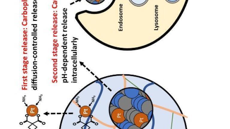 Time-released gel delivers a targeted strike against aggressive brain tumours
