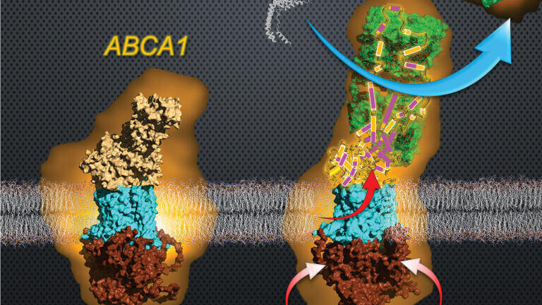 High-speed atomic force microscopy has enabled the visualization of ABCA1 in the process of generating nascent HDL. Credit: The authors