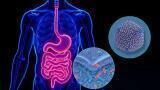 Scientists reveal how gut pathogens assemble tiny protein ‘factories’ to survive