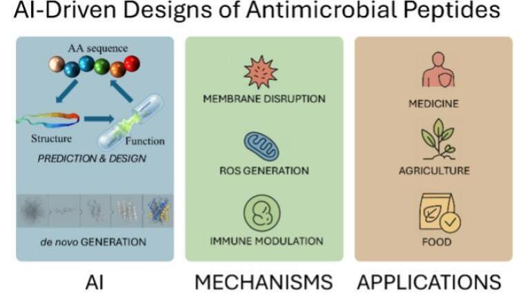 This schematic illustrates the AI-powered pipeline for designing novel antimicrobial peptides (AMPs). Through sequence and structure modeling, AI models enable rational design and de novo generation of AMPs with diverse functions, including membrane disruption, ROS generation, and immune modulation. These peptides show broad applications across medicine, agriculture, and the food industry. Credit: Food & Medicine Homology, Tsinghua University Press