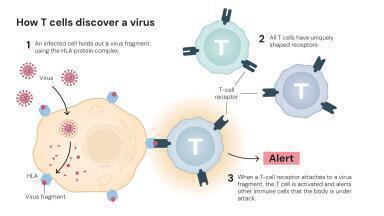 Nobel Prize winners unravel how body’s immune system shows restraint