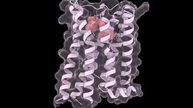 Approved kidney drug stabilises almost all mutated key receptor forms, offers hope for rare disease therapies