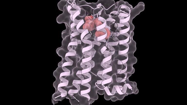 Approved kidney drug stabilises almost all mutated key receptor forms, offers hope for rare disease therapies