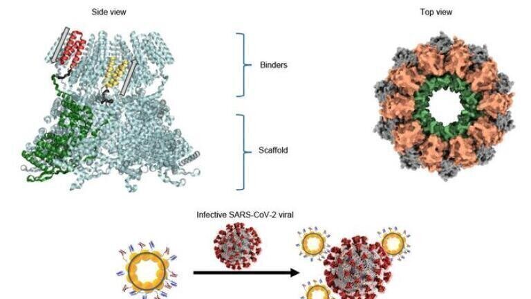 Illustration of the structure of the protein nanoring capable of neutralising SARS-CoV2, designed by researchers at the IBB-UAB and CONICET. Credit: IBB-UAB