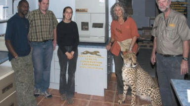 DNA Analysis Technology Aids Cheetah Conservation Programme