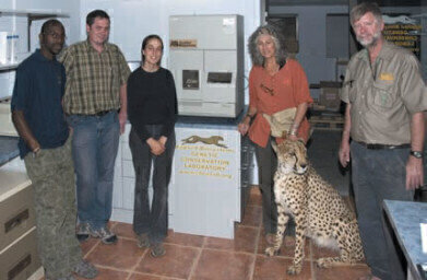 DNA Analysis Technology Aids Cheetah Conservation Programme