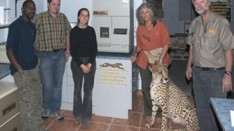 DNA Analysis Technology Aids Cheetah Conservation Programme