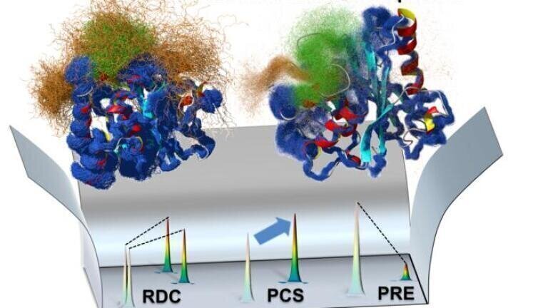 Ensemble map of protein structure. The team’s approach integrates different NMR data  to create a map of how different parts of a molecular structure move. Credit: Tokyo Metropolitan University