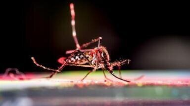 Chikungunya virus outbreak defies prediction as global study challenges links to climate