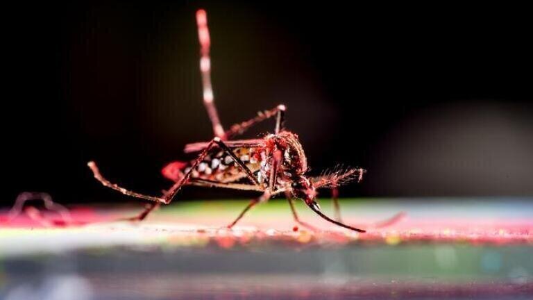 Chikungunya virus outbreak defies prediction as global study challenges links to climate