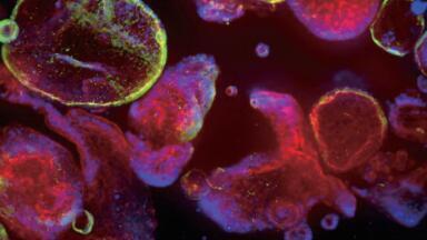 Precision-engineered cytokines for organoid research
