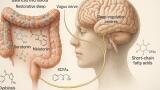 Gut microbiota emerges as key regulator of sleep with microbiota–gut–brain axis