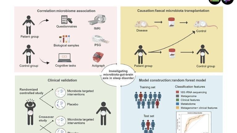 Researchers propose a four-tiered framework to investigate the sleep–brain–gut axis. First, human studies reveal altered gut microbiota in people with sleep disorders. Second, machine learning integrates genomic and clinical data to identify biomarkers for personalised treatments. Third, faecal microbiota transplantation establishes causal links between microbial changes and sleep outcomes. Finally, randomised controlled trials and crossover studies assess microbiome-based therapies using specific microorganisms and metabolites to improve sleep quality and restore physiological balance. Credit: Lin Lu