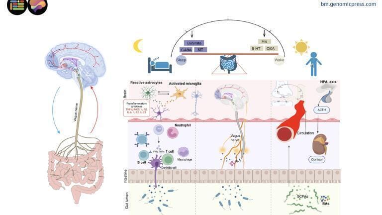 The microbiota–gut–brain axis regulates sleep and wakefulness through immune, neural and metabolic–endocrine pathways. Gut microbes produce metabolites such as butyrate, GABA and melatonin that promote sleep, while serotonin, orexin and histamine support wakefulness. Signals travel via the vagus nerve, bloodstream and hypothalamic–pituitary–adrenal axis, linking gut activity to sleep-related brain regions. This bidirectional system ensures dynamic balance, with changes in gut composition or stress hormones influencing sleep regulation and overall physiological stability. Credit: Lin Lu