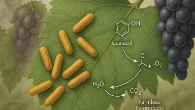 Grape vine bacteria found to neutralise smoke taint in wildfire-exposed wines