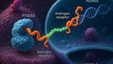 CRISPR screen uncovers hidden protein regulator which is key to understanding therapy-resistant prostate cancer