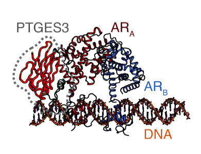 CRISPR screen uncovers hidden protein regulator key to understanding ...