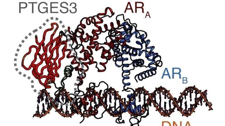 This figure shows the structure of PTGES3. Credit: Li et al.