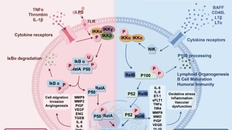 Credit: Copyright © 2025 Lingxuan Tang et al