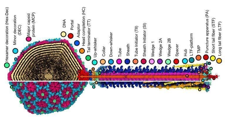 The researchers described the full structure of Bas63 in elaborate detail, including unique hexamer decoration proteins, multiple types of tail fibres and an interesting trident structure within the baseplate. Credit: Hodgkinson-Bean et al., Science Advances 2025