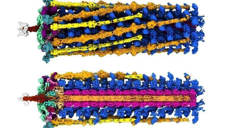 High resolution cryo-EM mapping of bacteriophage tail, with different proteins depicted in different colours. Credit: Hodgkinson-Bean et al., Science Advances 2025