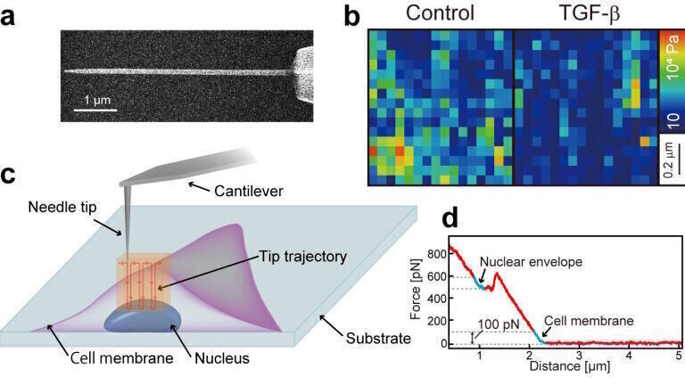(a) A scanning electron microscope (SEM) image of the nanoneedle probe used for the measurements. (b) Elasticity map of a 1 µm × 1 µm area on the nuclear surface, showing the change in elasticity before (Control) and after treatment with TGF-β. (c) Schematic illustration of the measurement, where the nanoneedle probe is inserted into a living cell to directly indent the nucleus and measure its elasticity. (d) A typical force-distance curve showing the force increase corresponding to the indentation of the cell membrane and the nuclear envelope. Credit: Adapted from ACS Appl. Nano Mater., 2025. (DOI: 10.1021/acsanm.5c03044). Licensed under CC-BY 4.0.