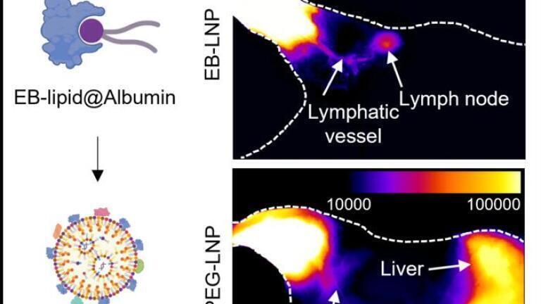 An albumin-recruiting lipid nanoparticle (EB-LNP) formulation promotes lymphatic drainage while avoiding liver accumulation compared to traditional LNP system (PEG-LNP). a, The molecular complex formed between Evans Blue-modified lipid and albumin. Evans Blue-modified lipid was employed to prepare EB-LNP using microfluidic device. b, In vivo fluorescence imaging of mice following intramuscular injection of EB-LNP or PEG-LNP labelled with a near-infrared probe, demonstrating the different biodistribution and tissue accumulation. Credit: NUS Medicine