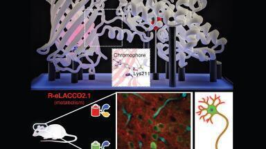 Red lactate biosensor reveals brain’s metabolic dance in real time