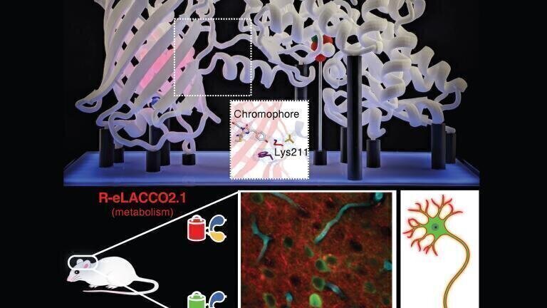 Red lactate biosensor reveals brain’s metabolic dance in real time