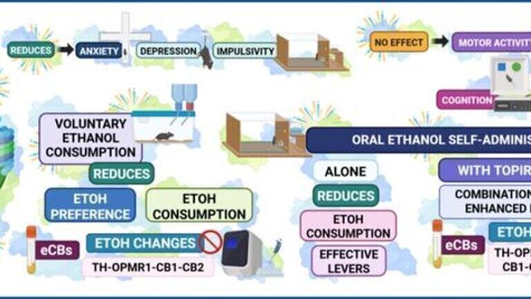 In mice, a novel monoacylglycerol lipase inhibitor (MCH11) reduced ethanol intake and drinking motivation, yielding anxiolytic and antidepressant-like effects, with sex-dependent efficacy. Credit: Instituto de Neurociencias UMH-CSIC