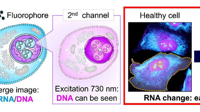 Using two types of harmless red-to-near-infrared light, both DNA and RNA can be distinguished simultaneously inside a cell (left), and cell aging progression can be observed (right). Credit: Linawati Sutrisno, National Institute for Materials Science; Katsuhiko Ariga, National Institute for Materials Science