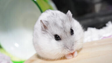 Single gene triggers winter behaviours, governs six monthly cycles in mammals