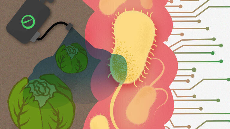 Chemicals that have a toxic effect on human gut bacteria include pesticides, like herbicides and insecticides, that are sprayed onto food crops. These chemicals stifle the growth of gut bacteria thought to be vital for health. Credit: Ailen Fernandez-Lande/ University of Cambridge