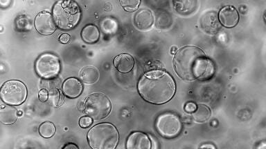 Stem cell matrix supports breakthrough in human embryo modelling