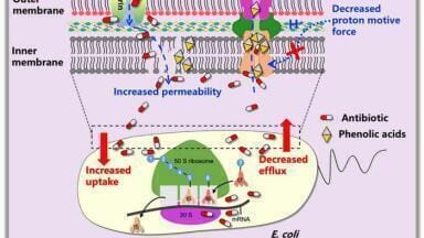 Plant phenolic acids restore tetracycline power against drug resistant E. coli