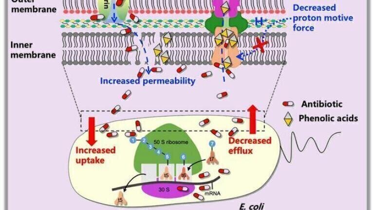 Plant phenolic acids restore tetracycline power against drug resistant E. coli