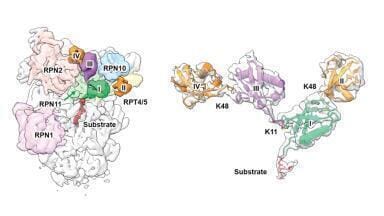 Atomic-level view of proteasome logic deciphers branched ubiquitin signals